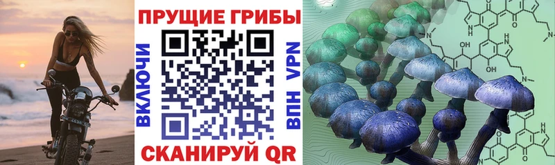 купить   Кашин  Псилоцибиновые грибы Cubensis 